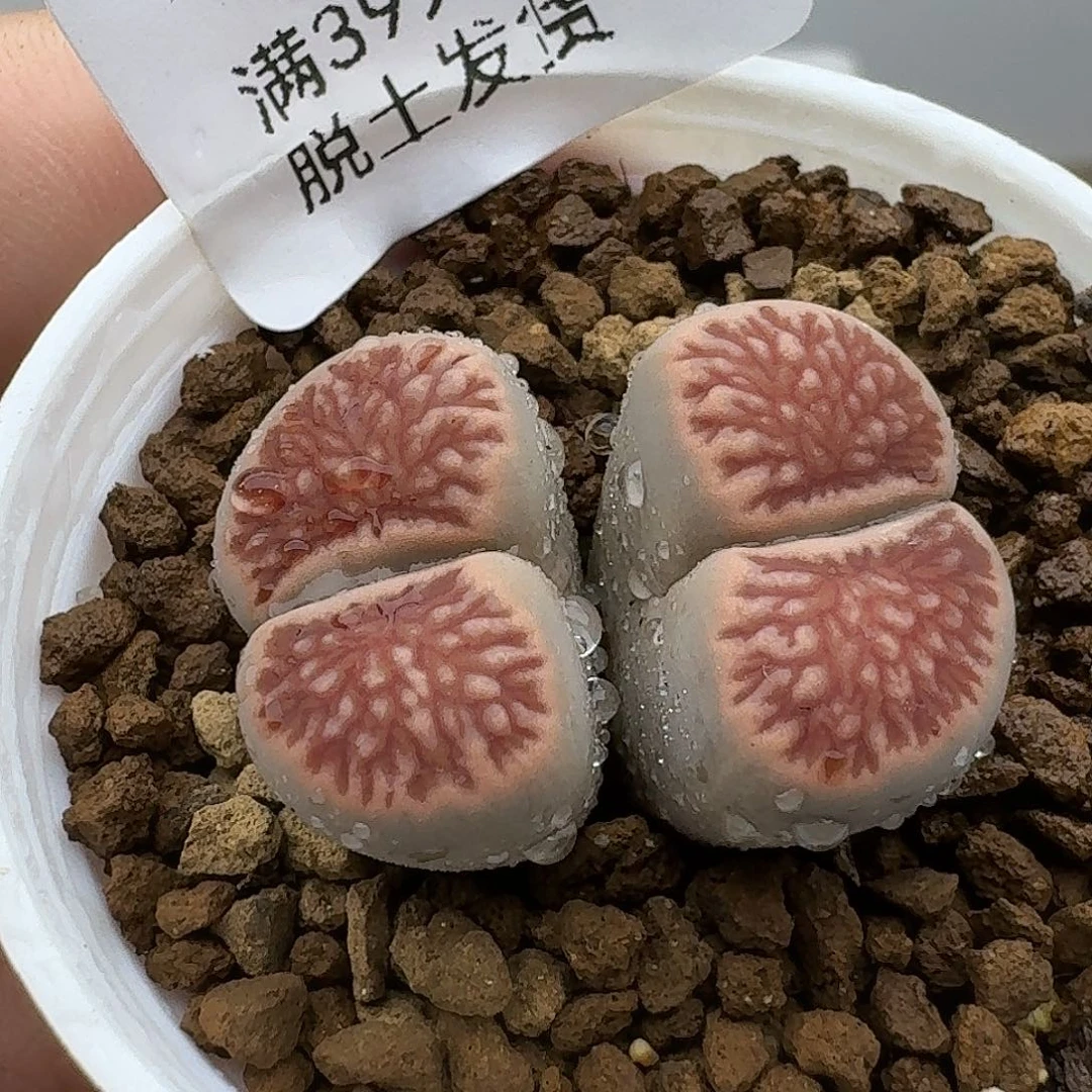 967多肉哈哈哈哈哈哈哈
