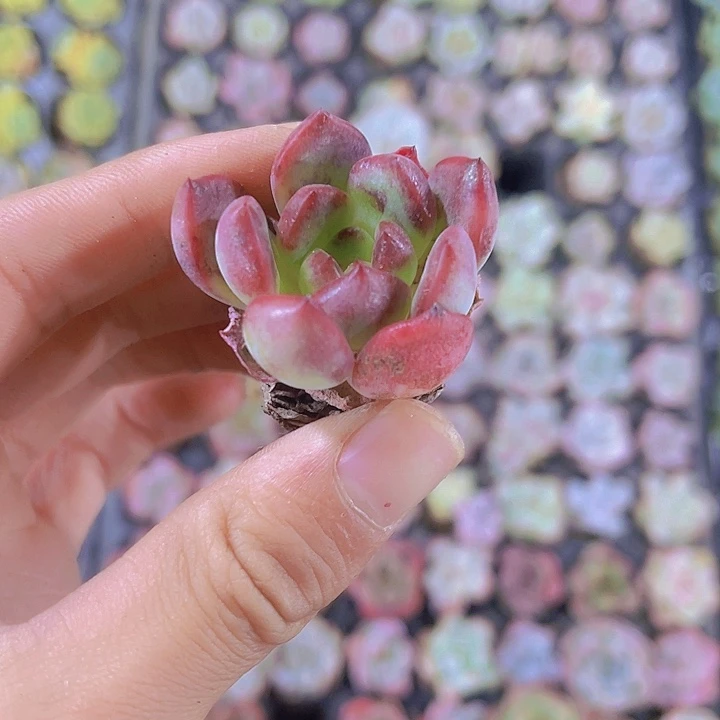 精品泡芙杂多肉植物