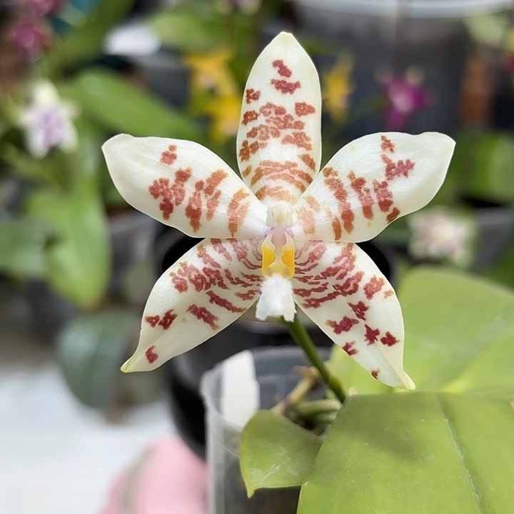 大部分开放少量花苞