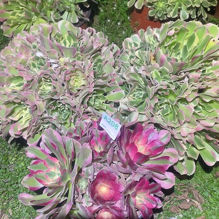 多肉植物断枝不包208法师3颗