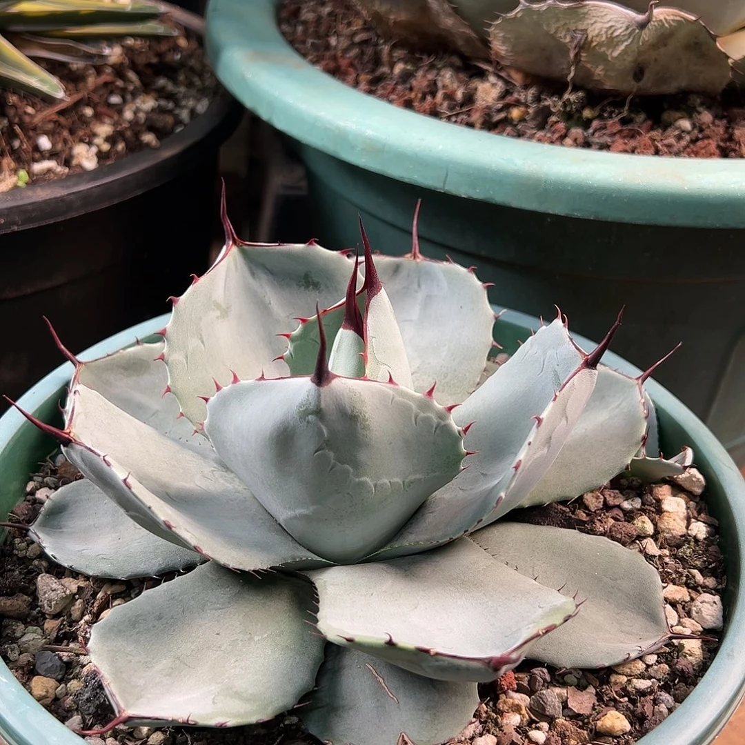 凤***莲无花朵多肉植物福克斯龙舌兰