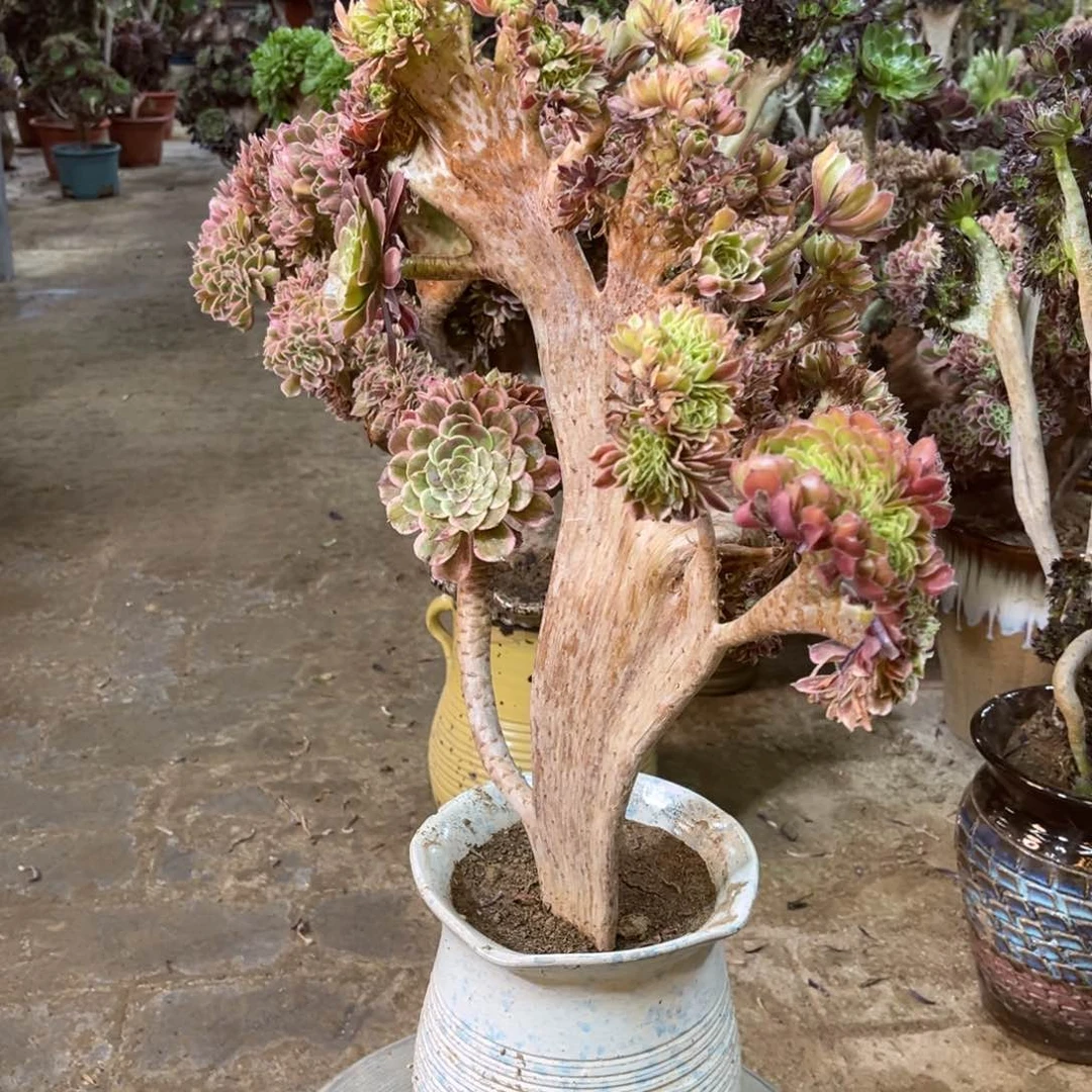 精品法师一物一拍