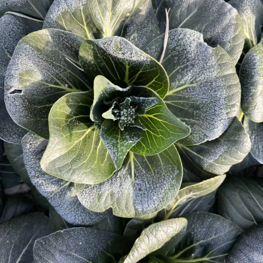 【霜冻菜芯】露天霜冻菜芯！没有花苞！没有花苞