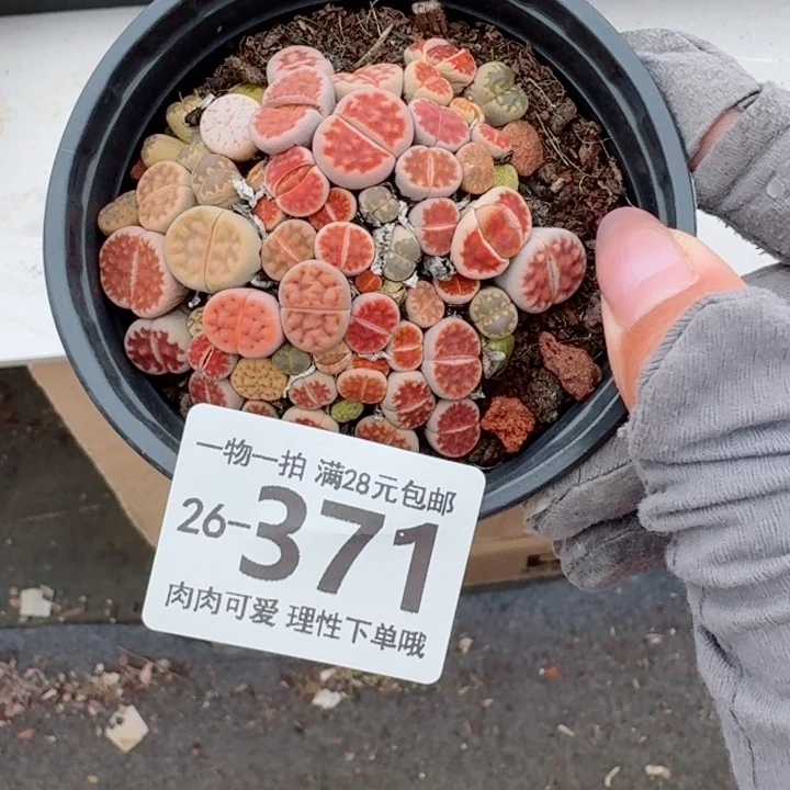 生石花多肉无盆土发货无盆