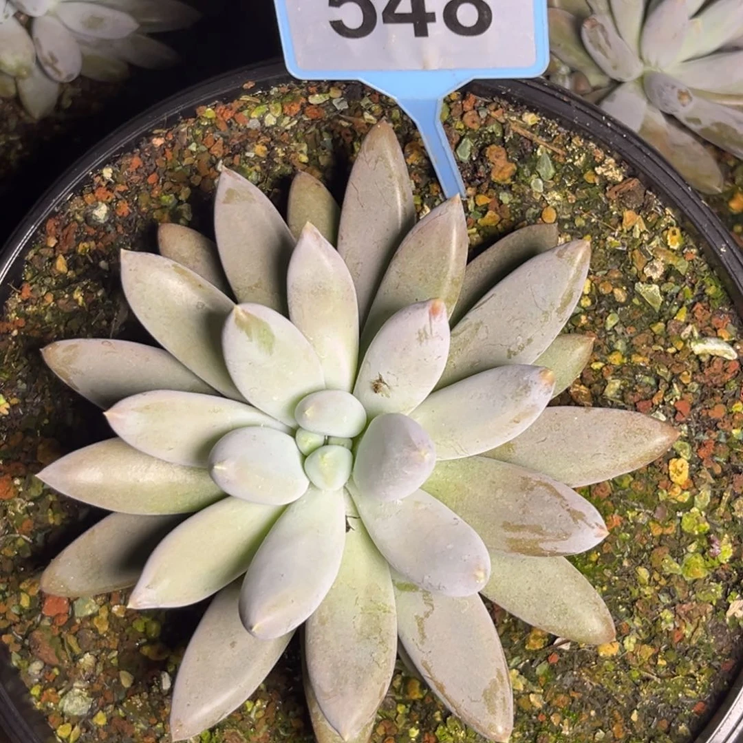 多肉植物彩胖体哥特548