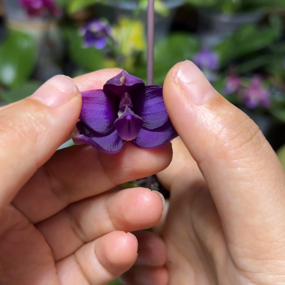 拨***雨当前无花栽培后可以开花