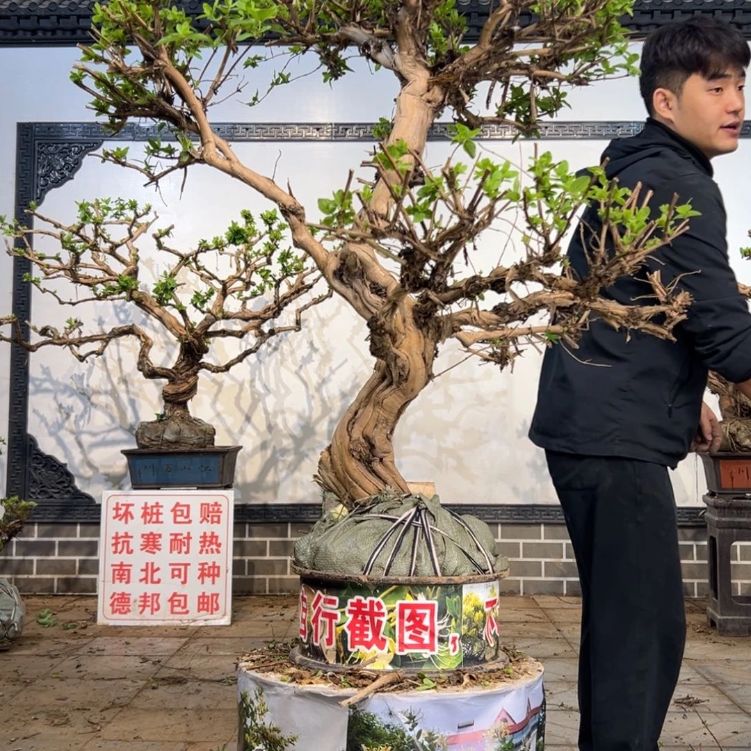 无花朵金银花开花1665686955