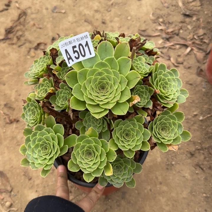 魅灵玫瑰……多肉植物……