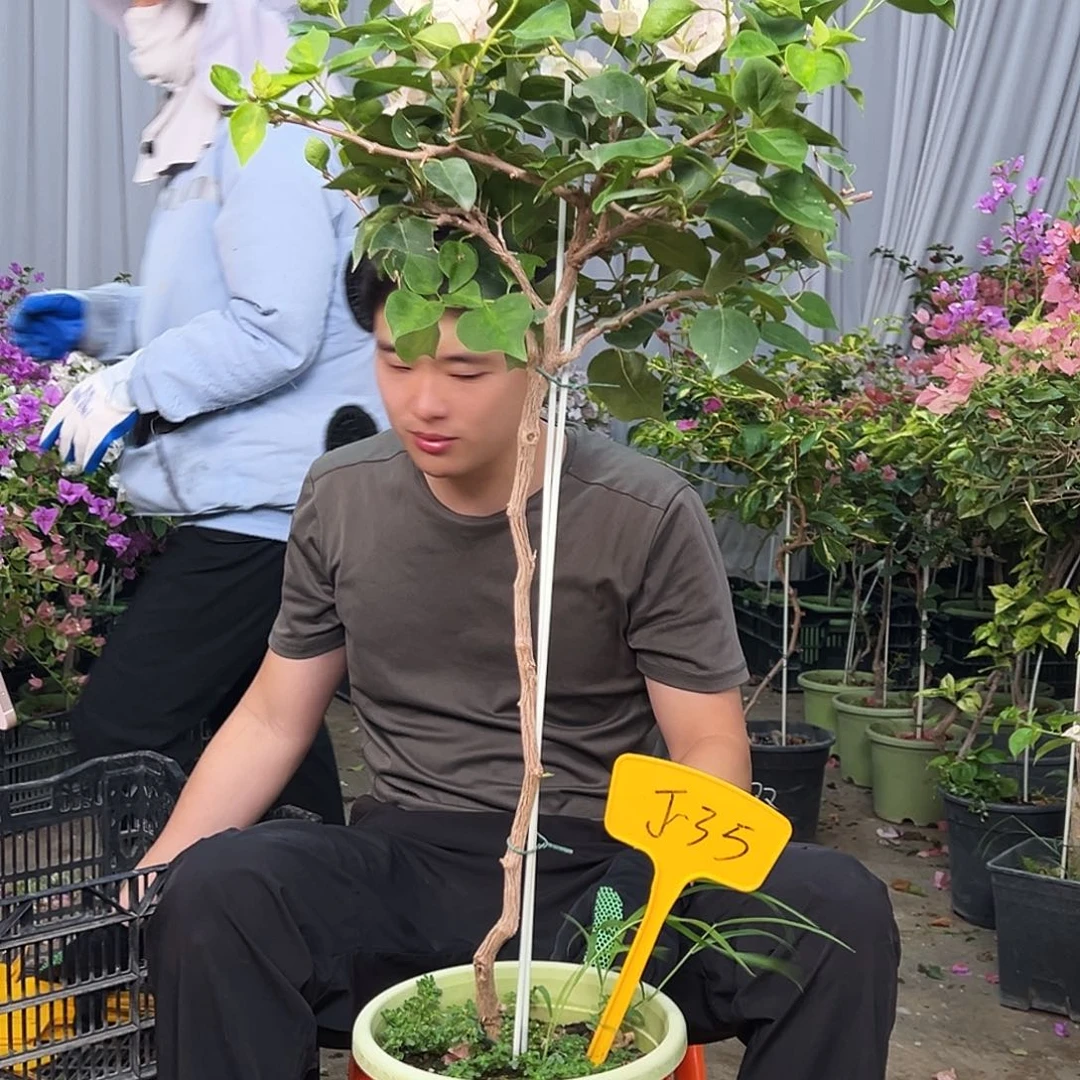 阿***凤完全开放J35暗斑丽人