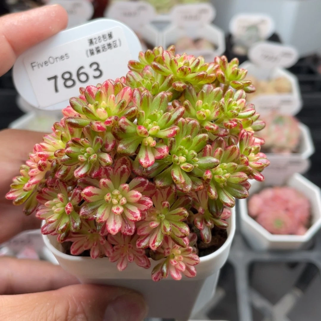 雲*唉7863小人祭锦8.5厘米