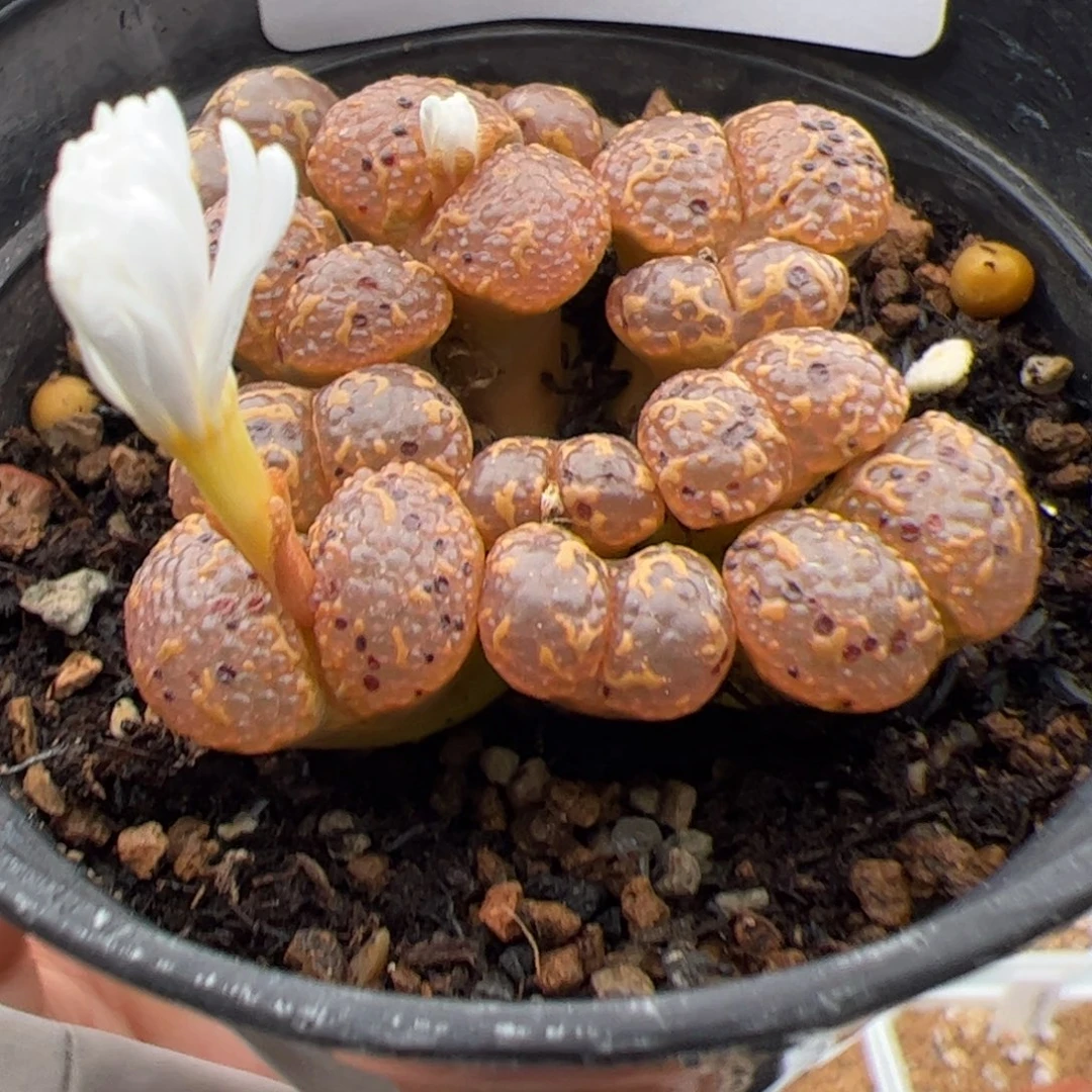 0432号 泡泡勋章11头多肉植物