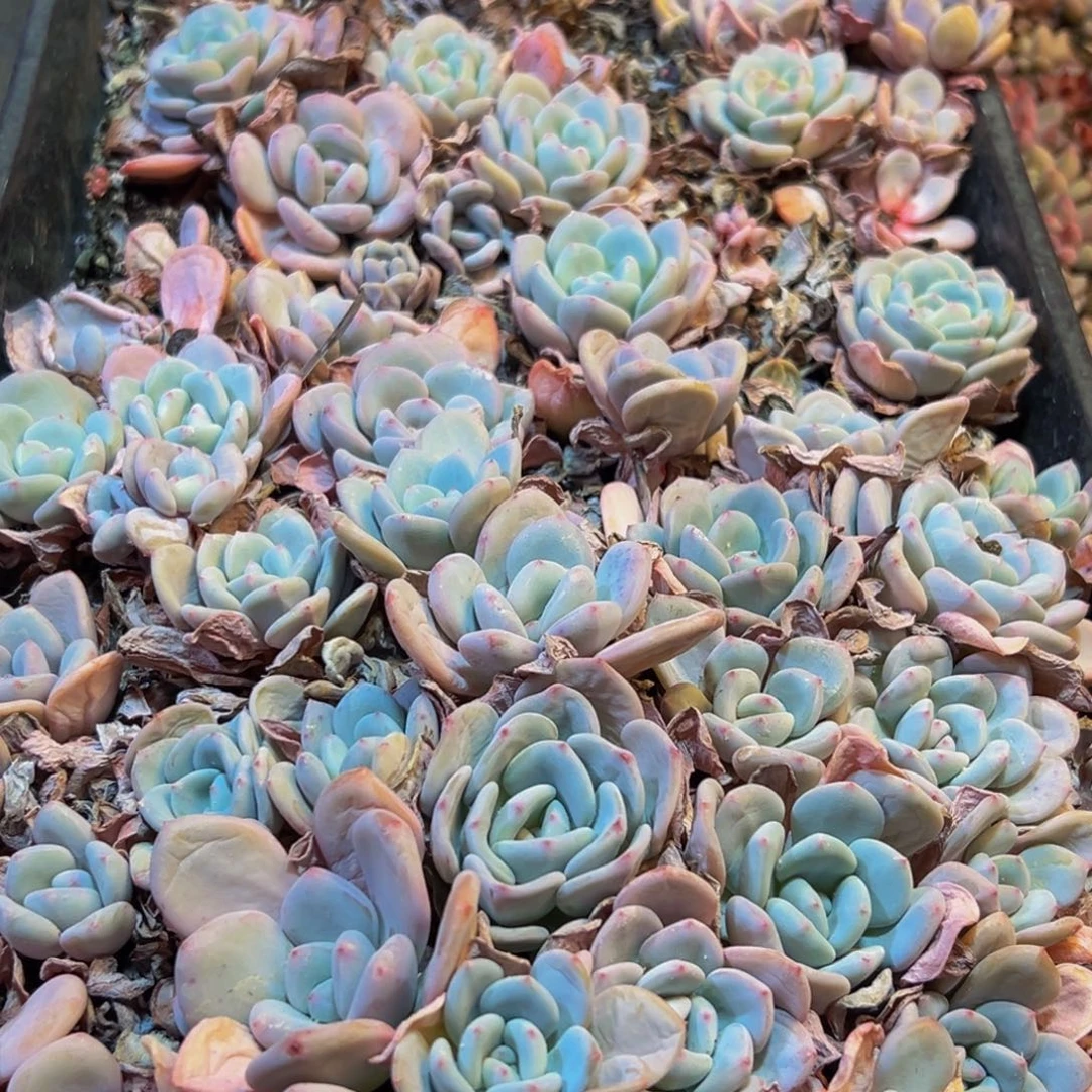 230多肉葡萄领导人物库资料