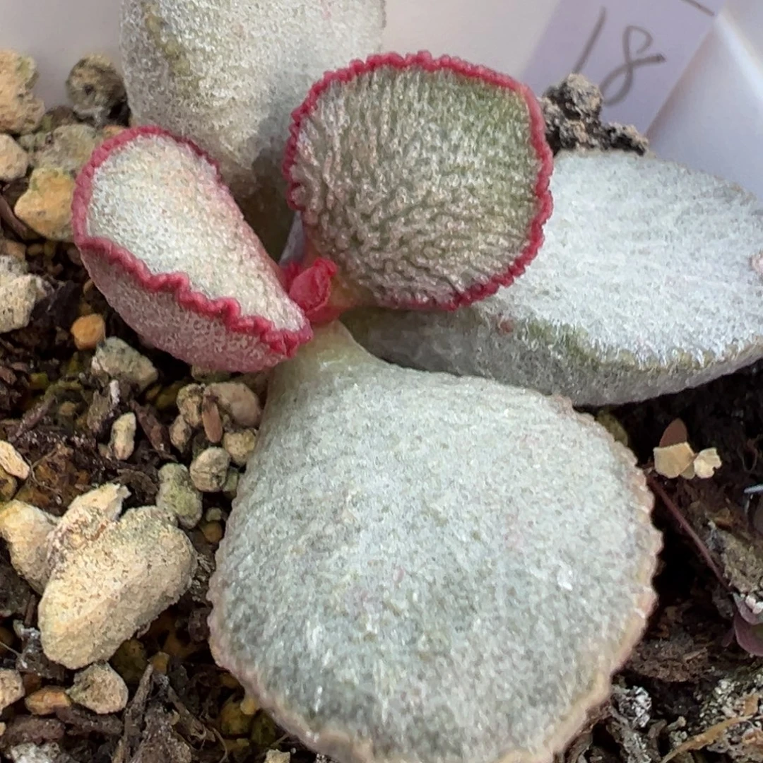 圣姬水泡多肉植物水泡