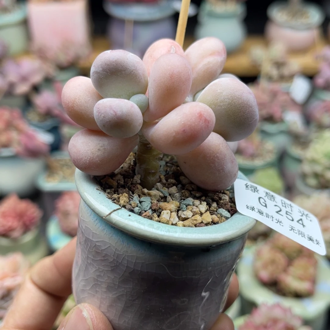 254 蛋黄奶 带盆土发货 满28包邮