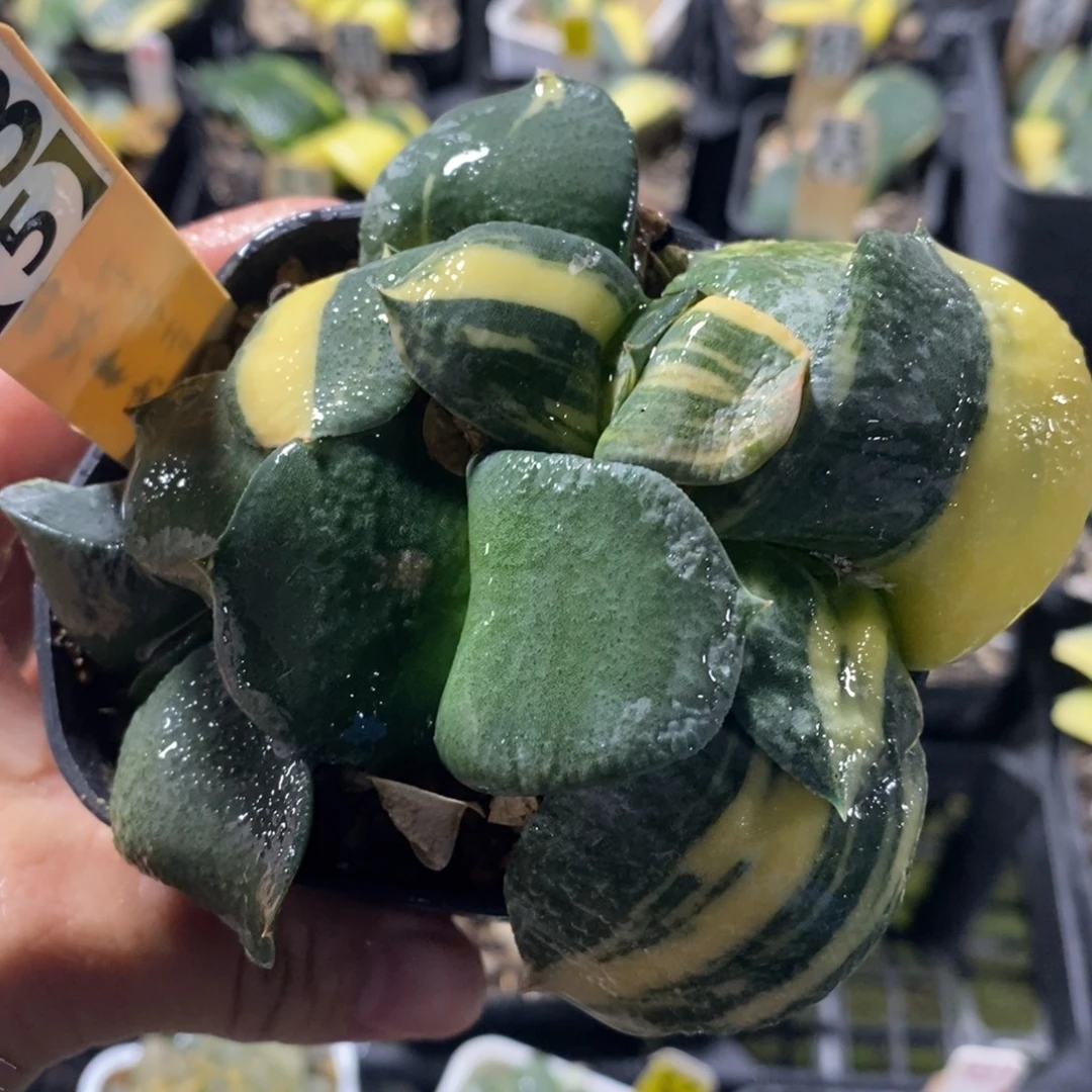 不开花植物735卧牛十二卷多肉植物