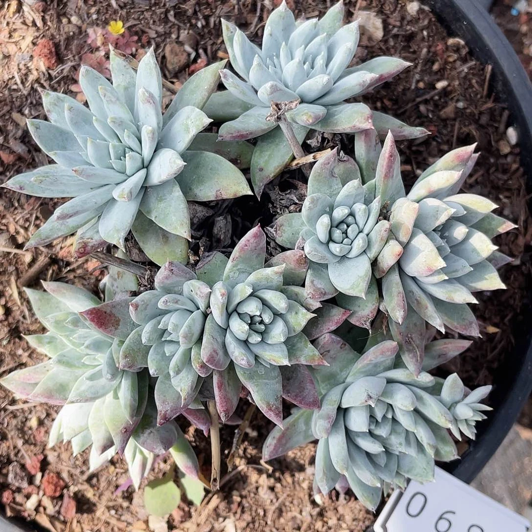 苹果叶杂交老桩0890