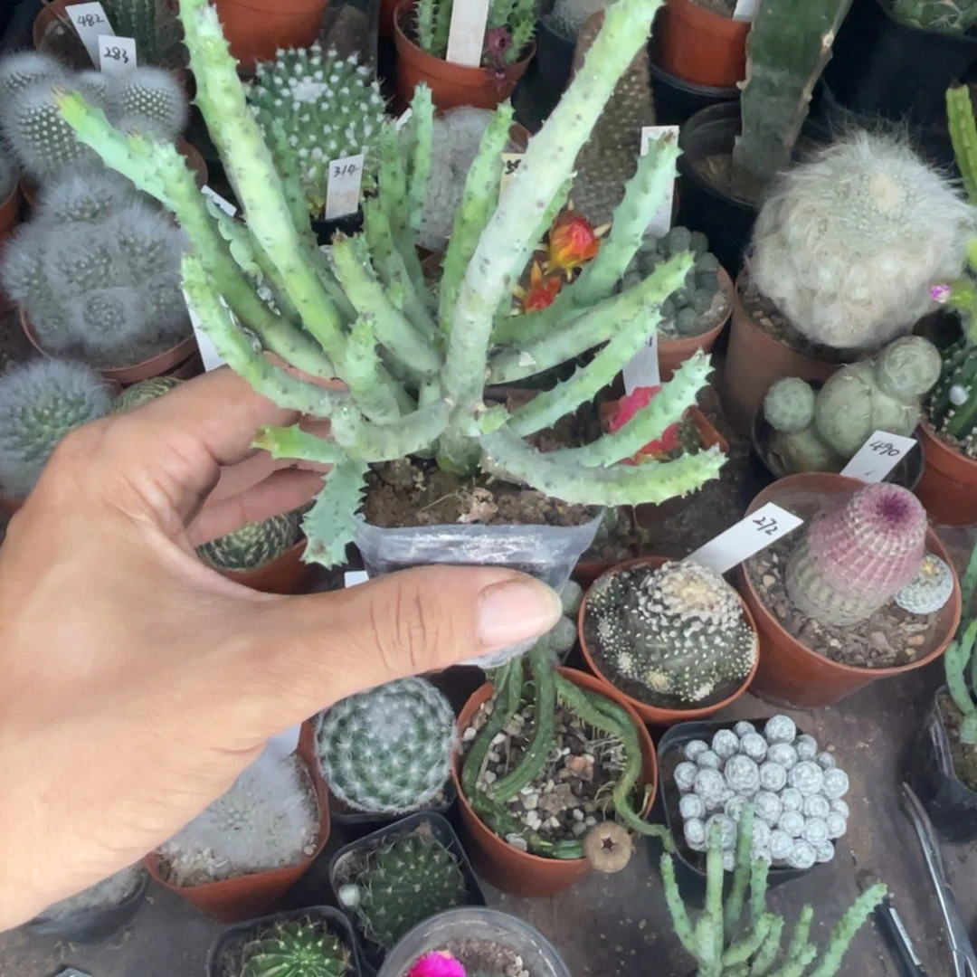 一***虹多肉植物仙人球开花