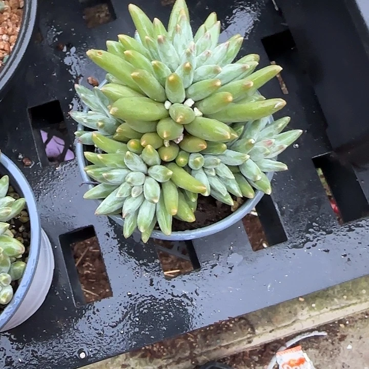 青蛙王子儿童牙膏套装11