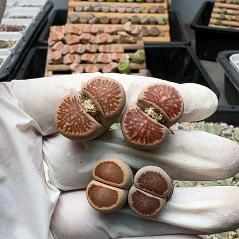 3564，菊红窗菊花纹特价