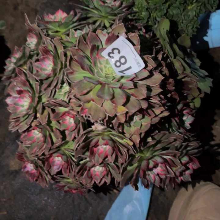 183粉海王多肉植物