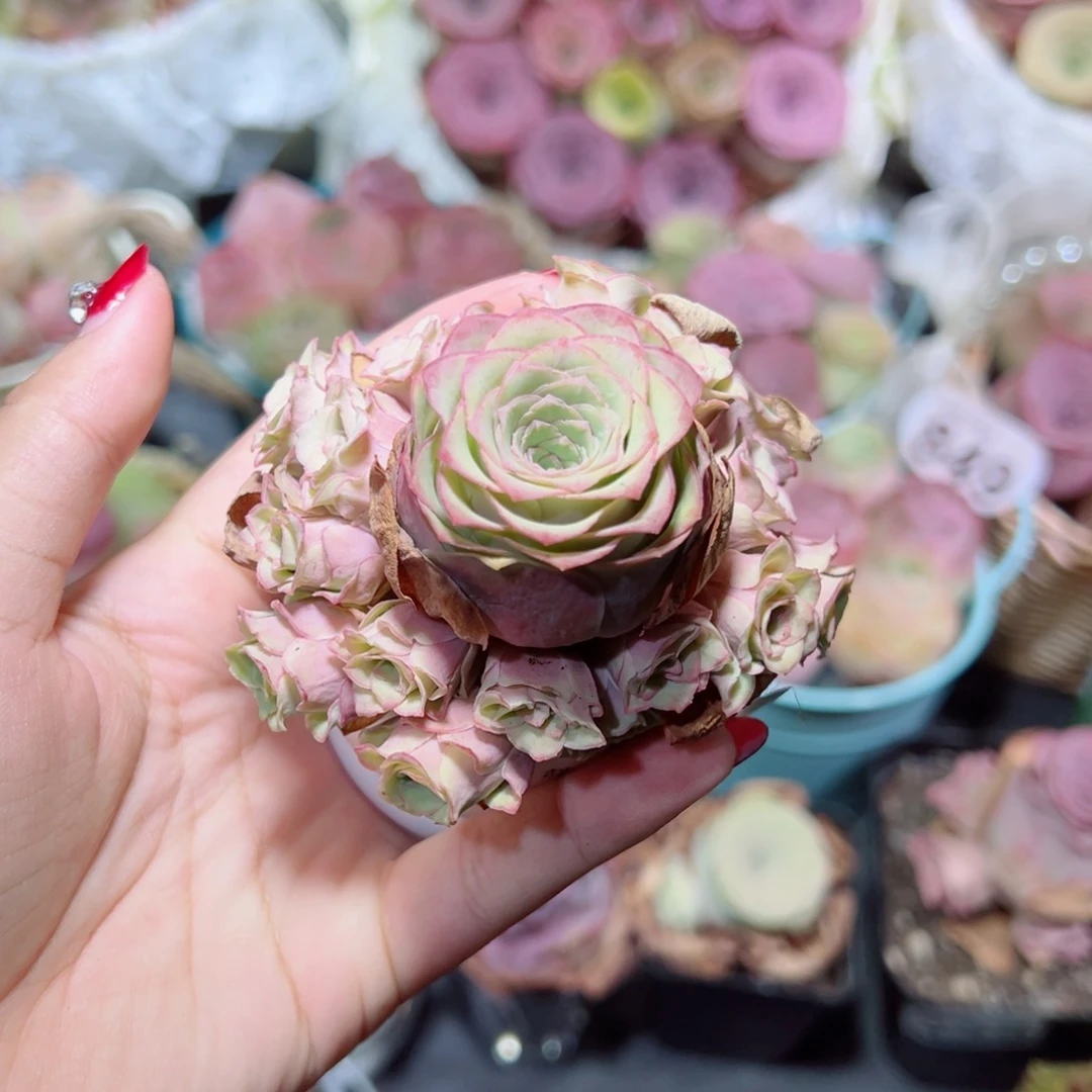 「***」414桃杂手捧花。