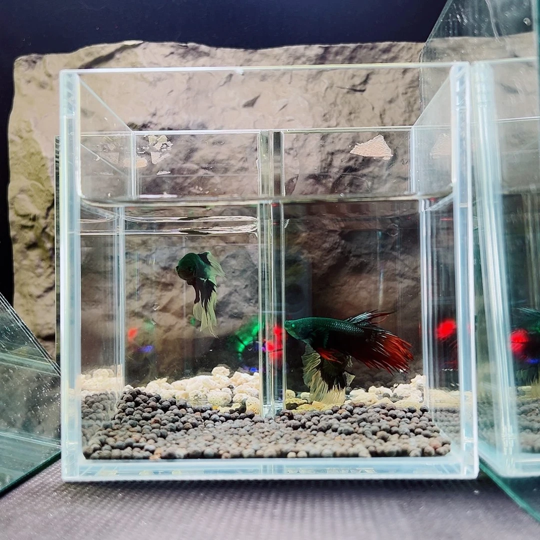 斗鱼精品精品精品精品