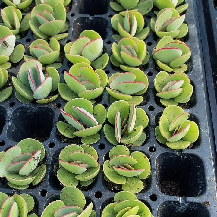 小白眉1元带土发货