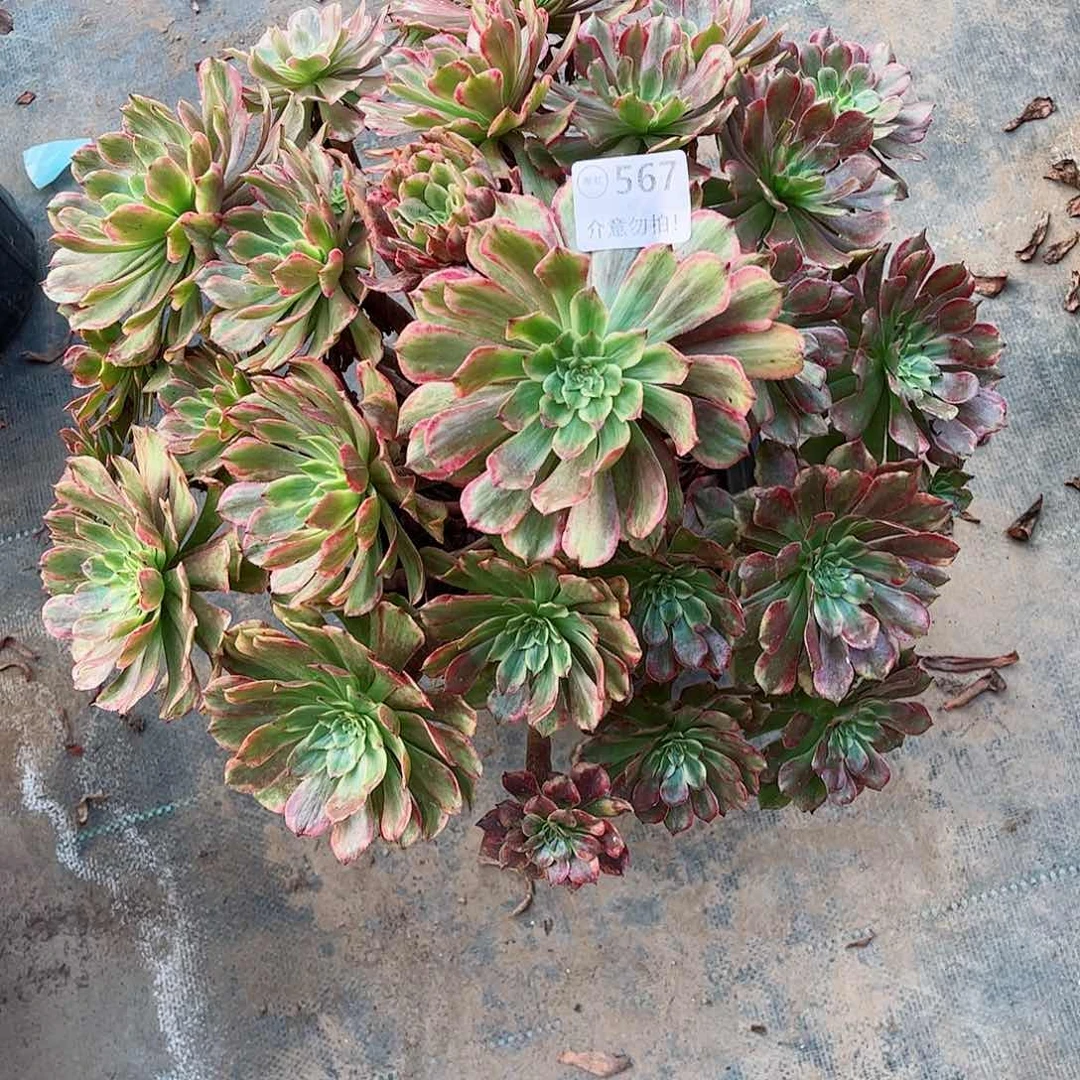 无花朵多肉植物567