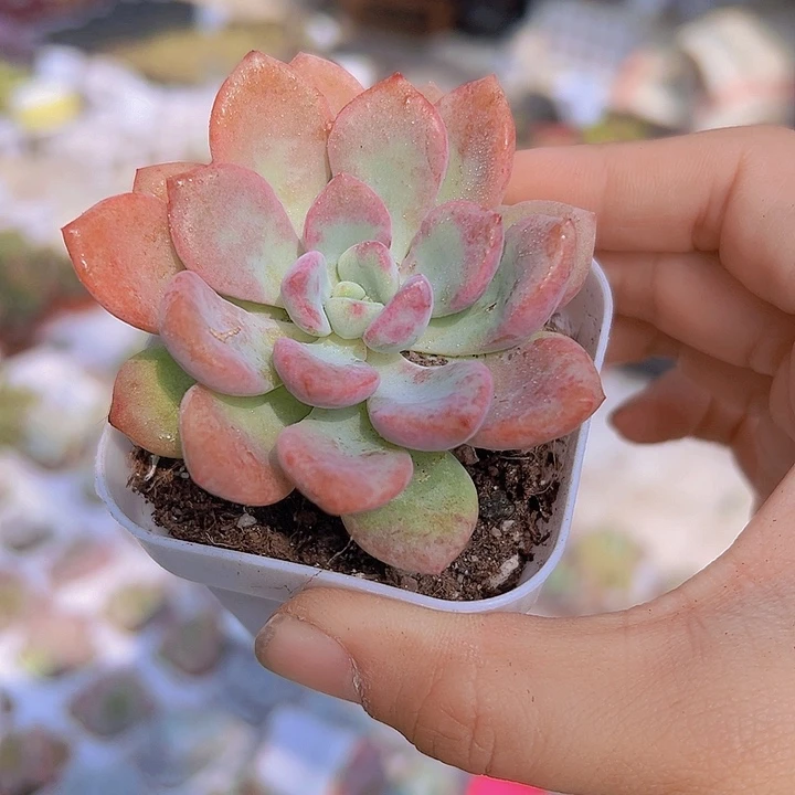 单头花瓣鹿带盆多肉植物