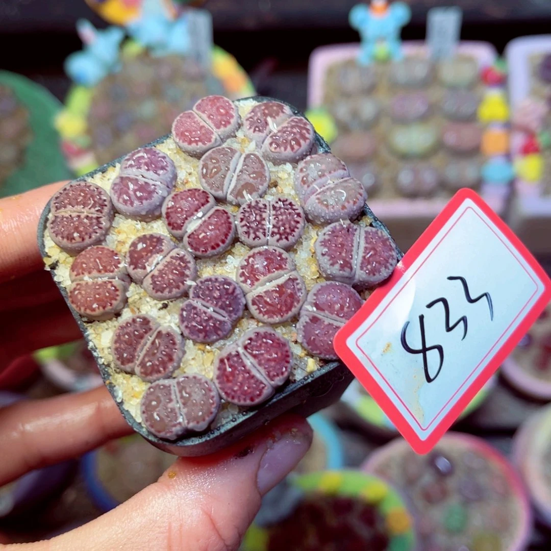 833生石花带盆发1