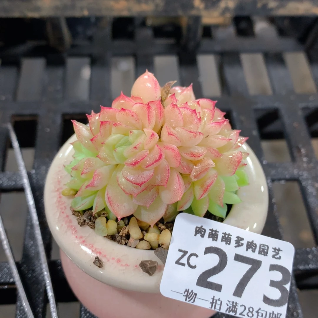 肉萌萌拇指盆精控多肉ZC273