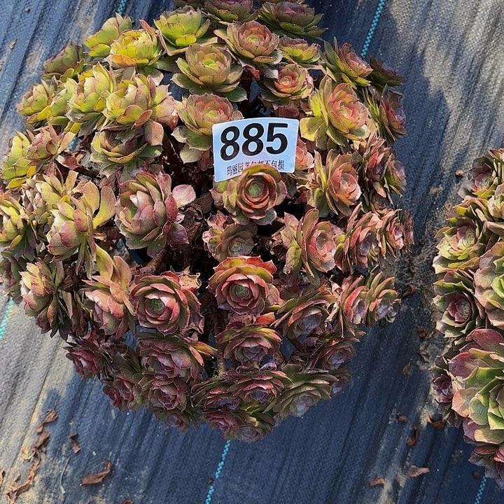 【闪购商品】855万圣节2/6