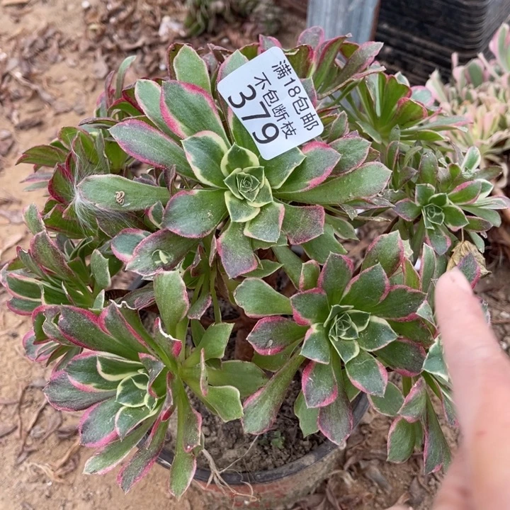 379宽叶雨花石桩不太直1