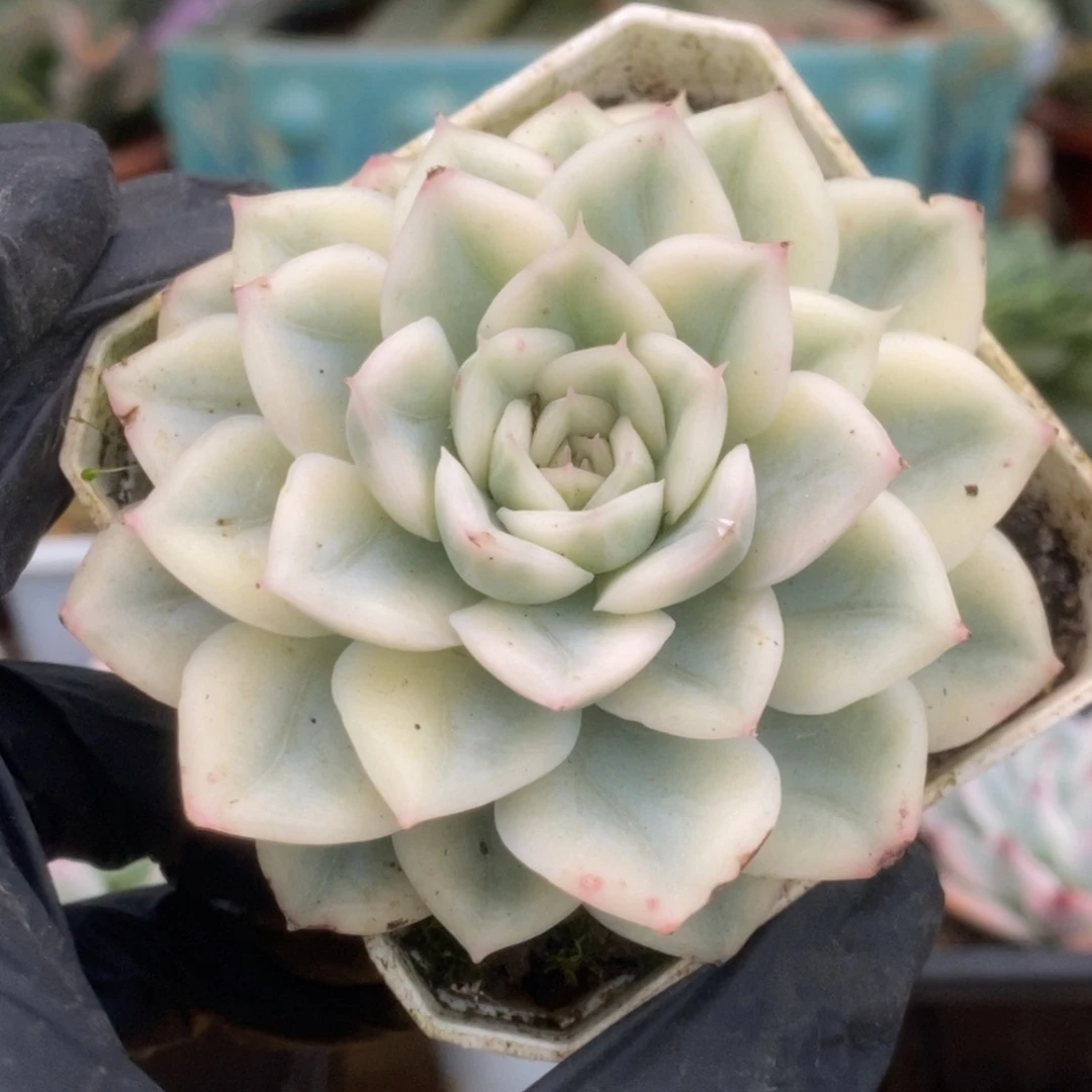 188月亮仙子锦锦锦锦锦锦锦