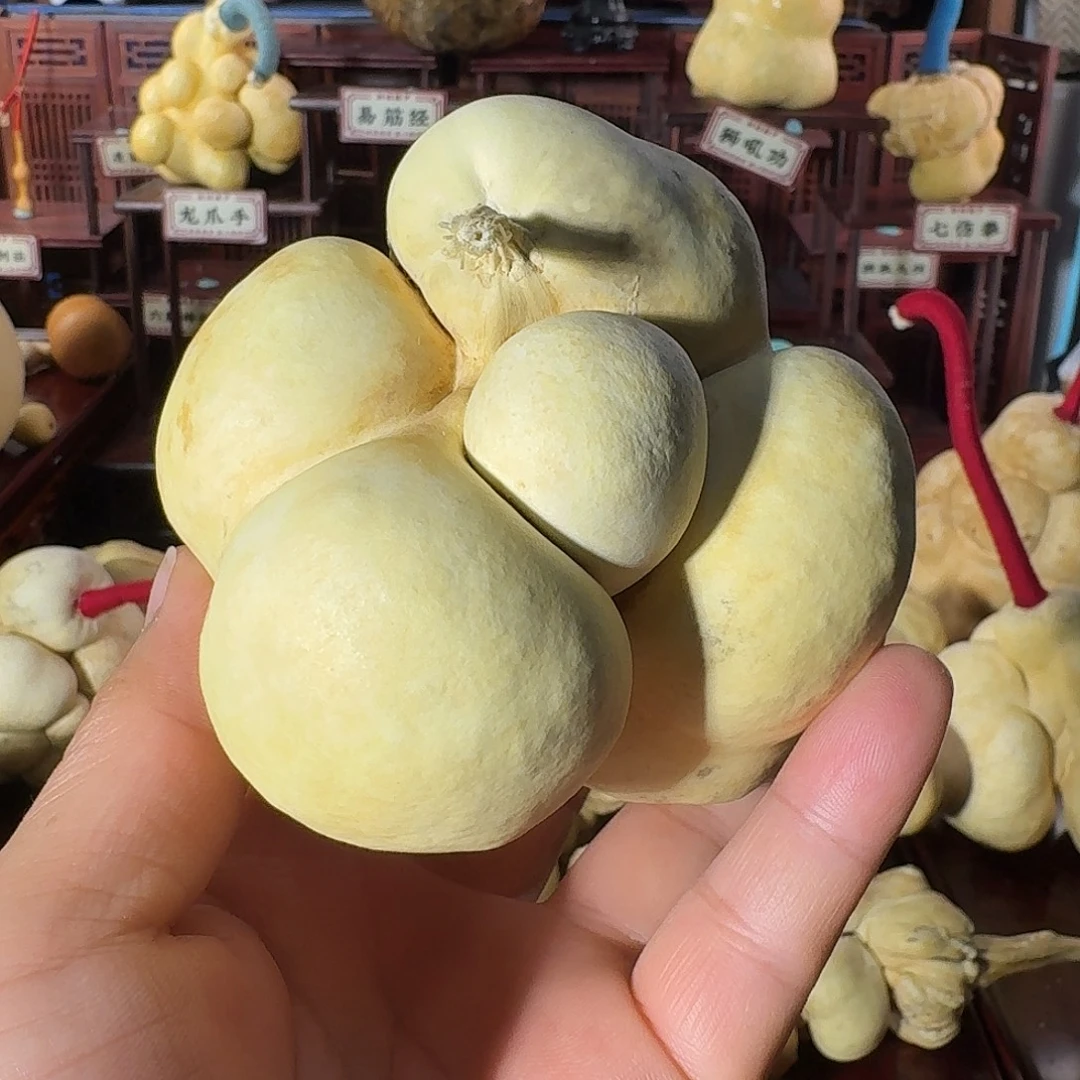 葫芦厚皮花头葡萄