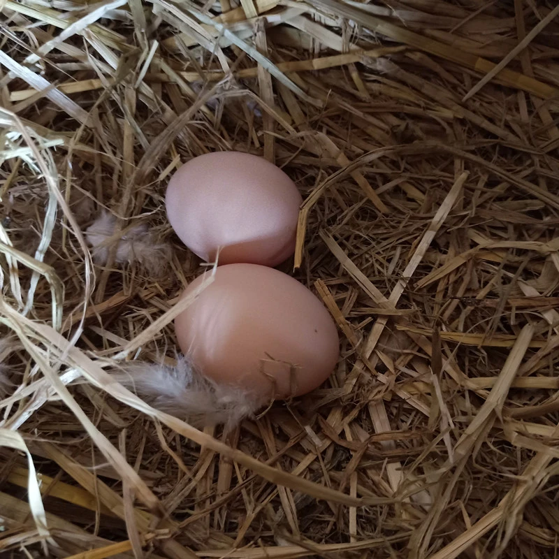 农村土鸡蛋农家散养新鲜 纯农家土鸡蛋 天然草鸡蛋新鲜鸡蛋30枚
