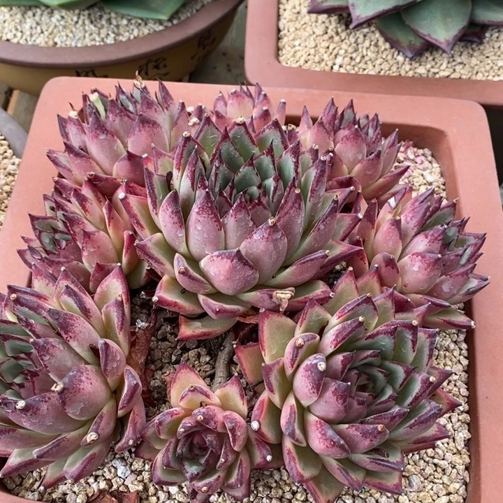 D599 直播福利 乌木捧花