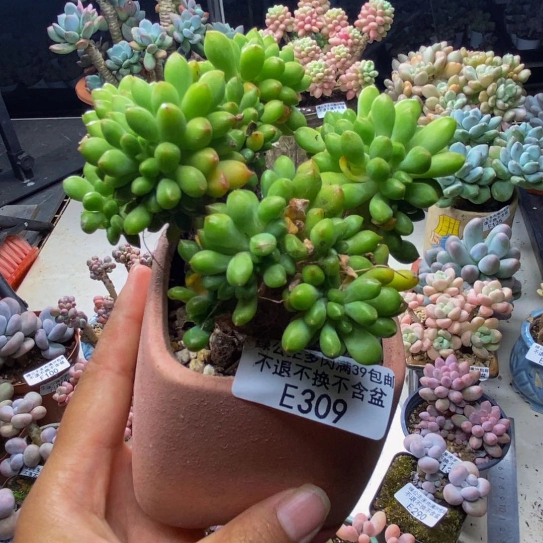 309春萌缀多肉7c m