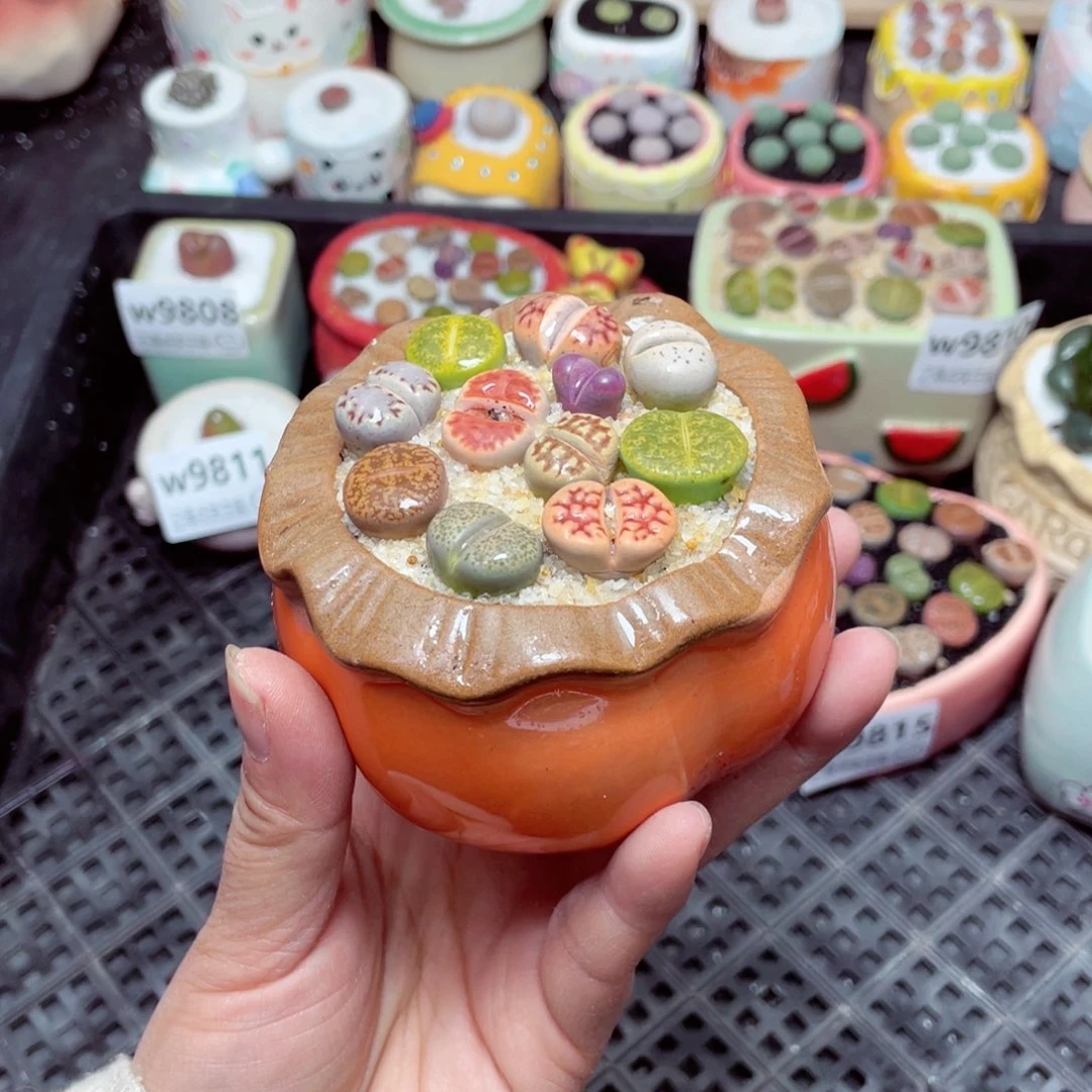 w9817 -零下地区拍保温箱-15支持寄养