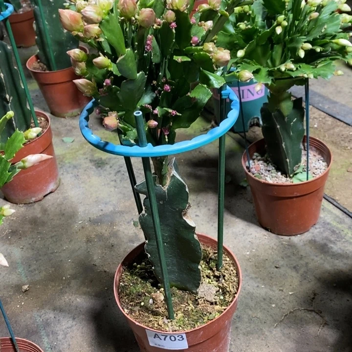 大部分花苞少量开放703嫁接028