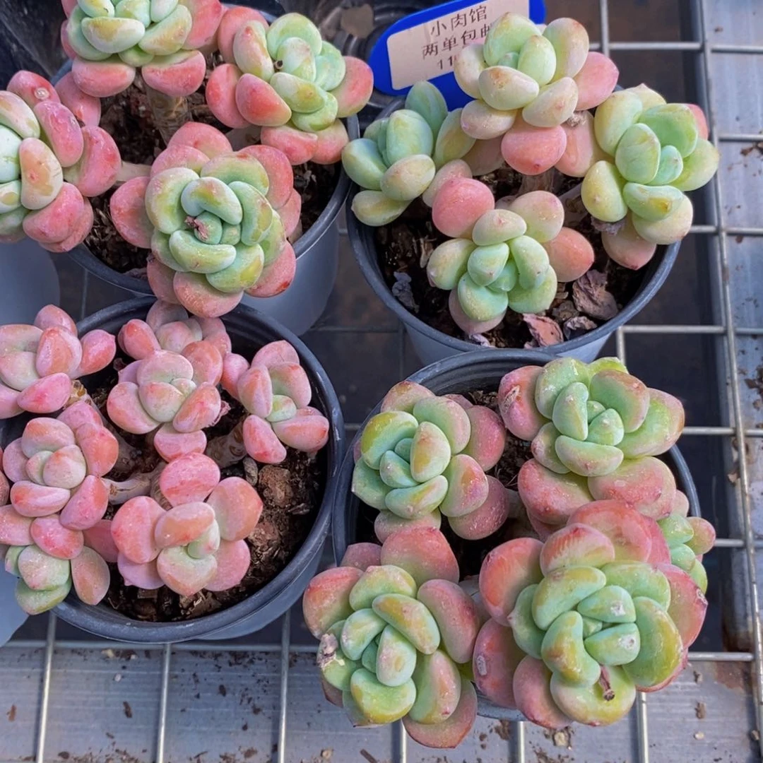 116-开播福利七彩洛神群一个