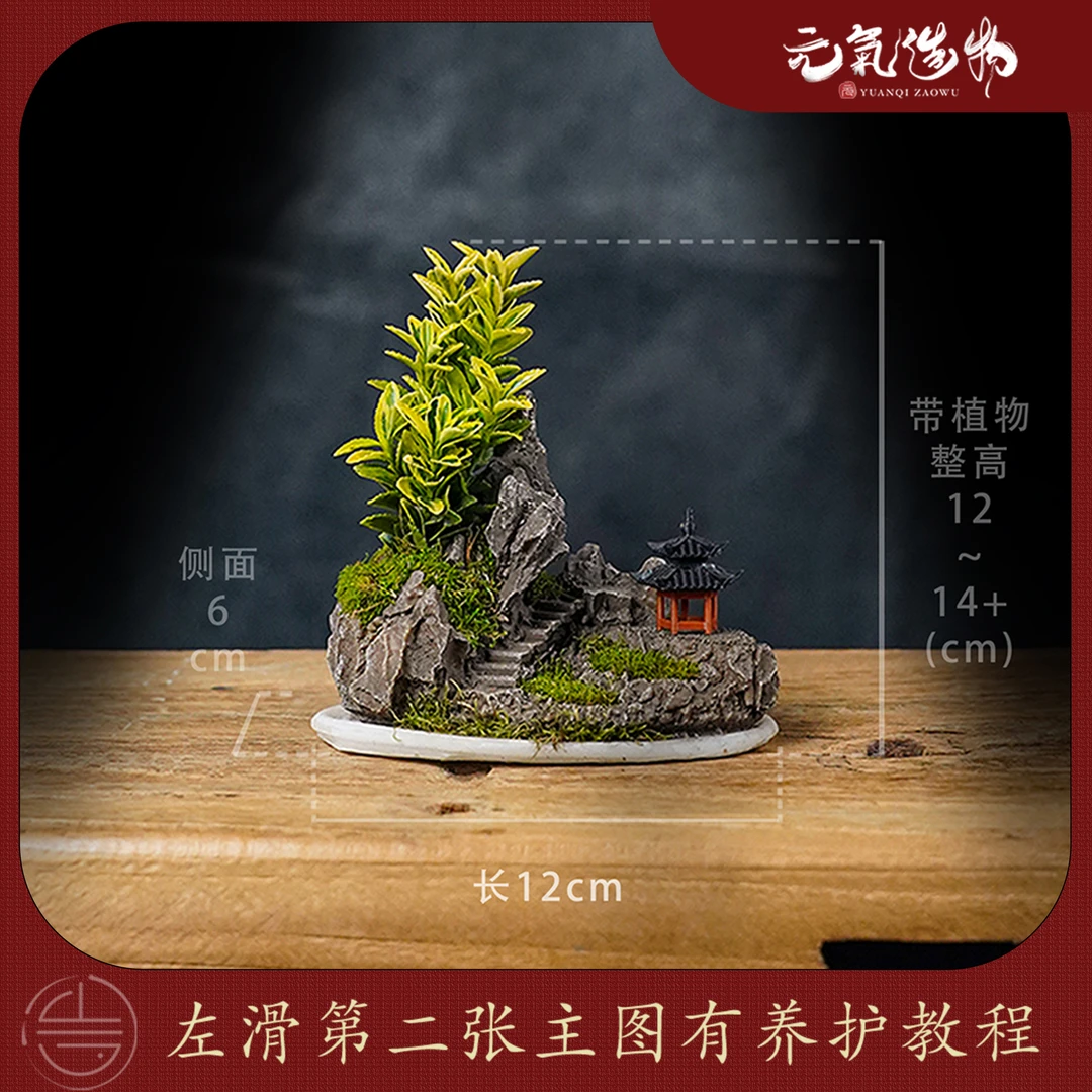 【新品】白玉盘—成品绿植金边黄杨微景观创意造景-缸体12*6