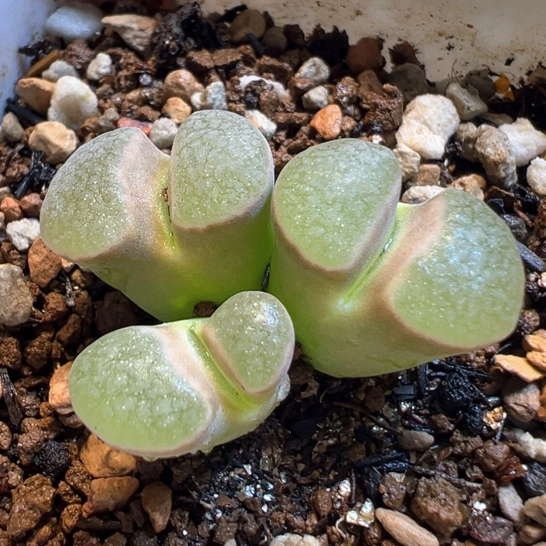 磁铁风铃多肉植物盆栽