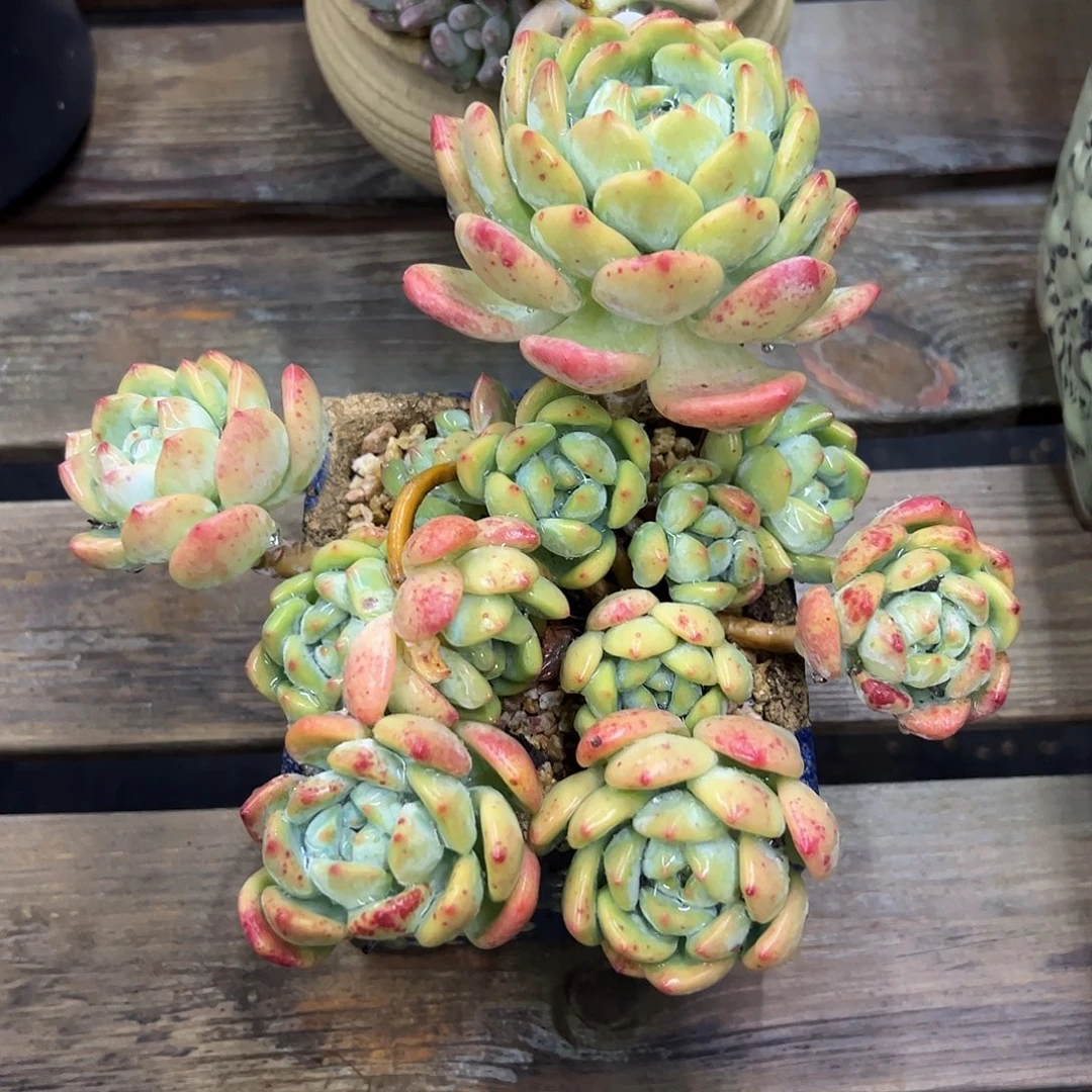 望舒18 零零多肉植物