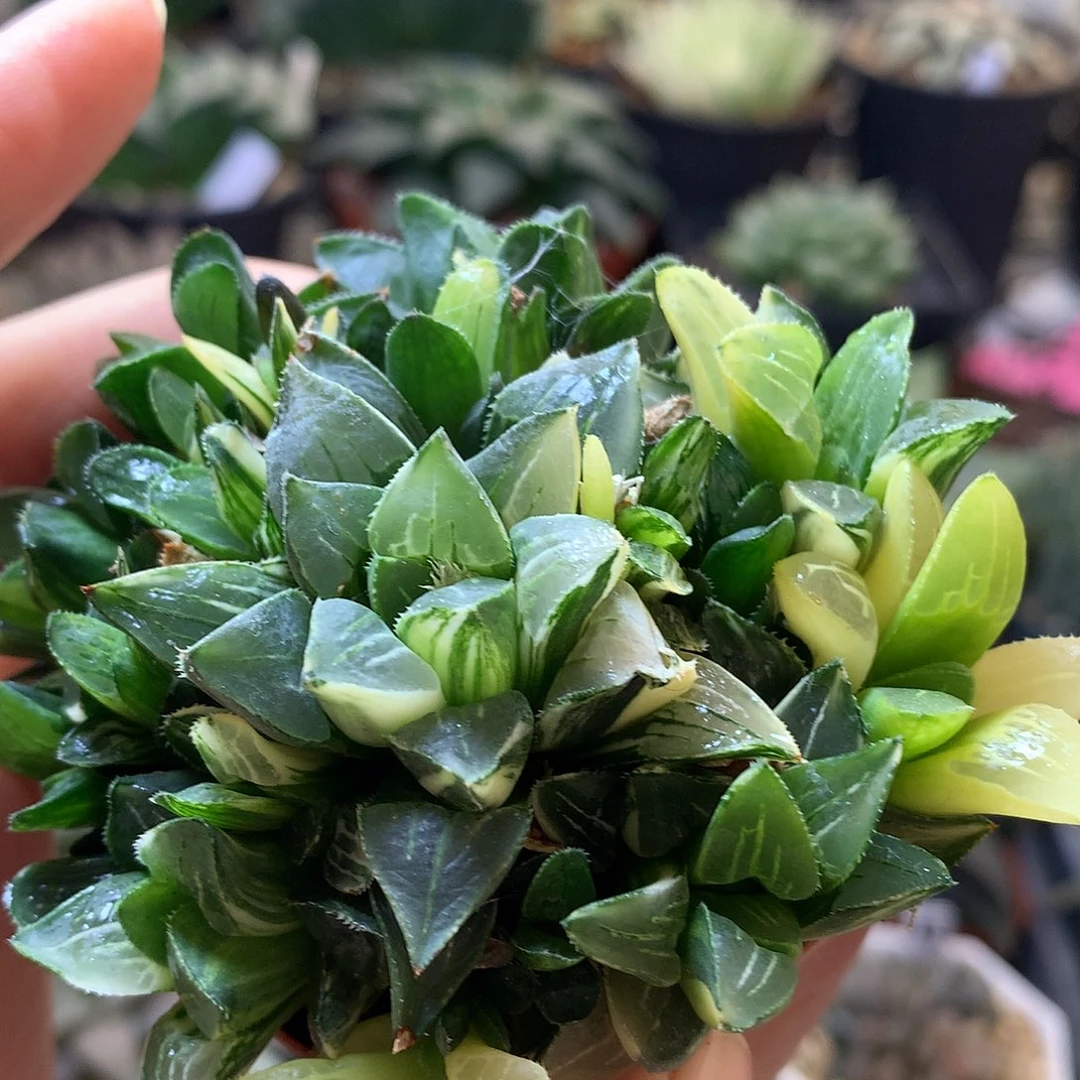 姬寿锦带盆土发货