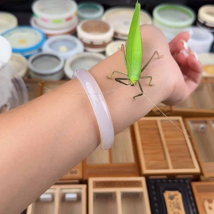 断续海南素背一下—送菠萝蜜叶子