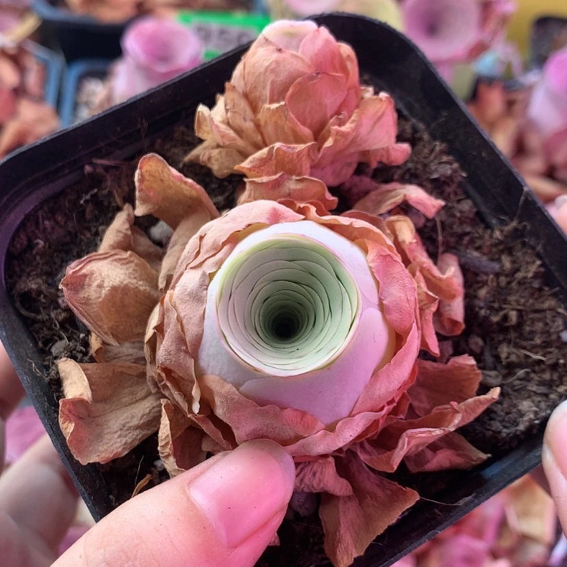 【闪购商品】凤玥023