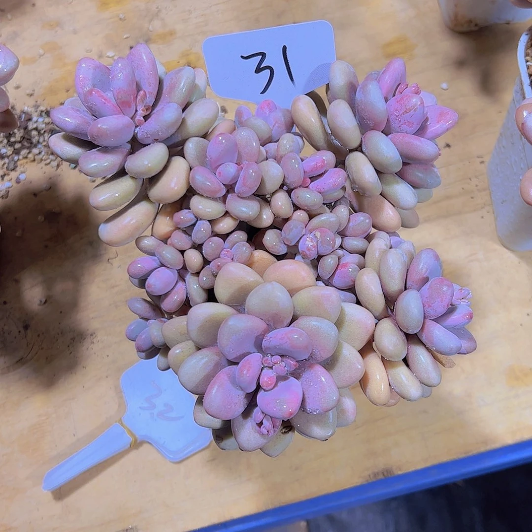 ?***鱼31桃蛋。。。。。。。。