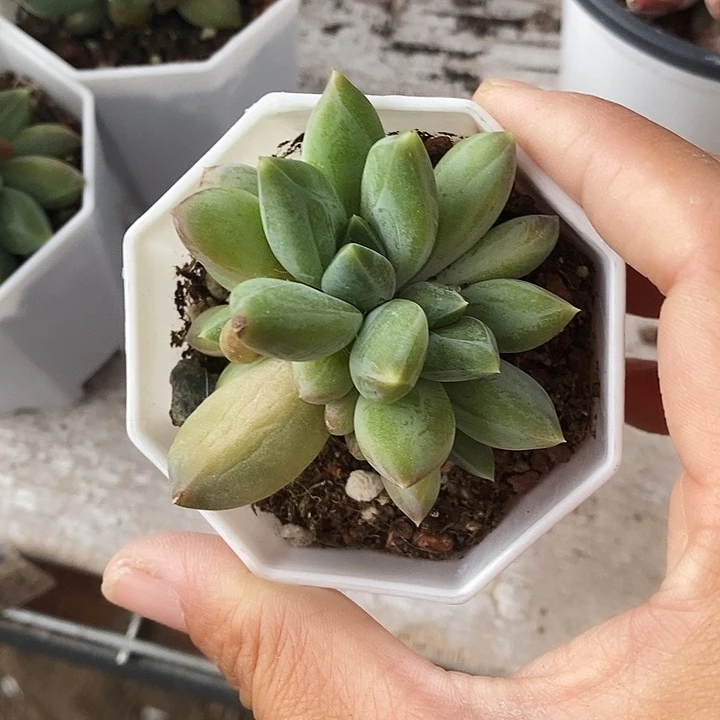 重楼367999“m m m m