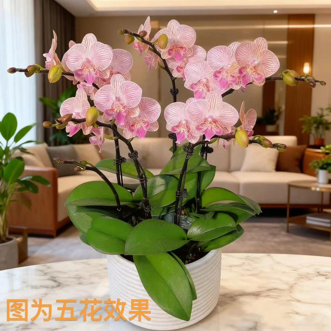 A3【金丝雀】包花盆变色中花型蝴蝶兰.基地直发.精品送礼兰花